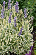  Platinum Blonde English Lavender Plant - 6 Pack Of 1 Gallon Pots