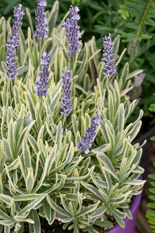  Platinum Blonde English Lavender Plant - 5 Pack Of Quart Pots