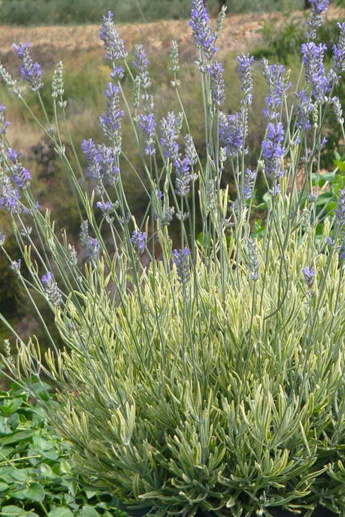  Platinum Blonde English Lavender Plant - 1 Gallon Pot