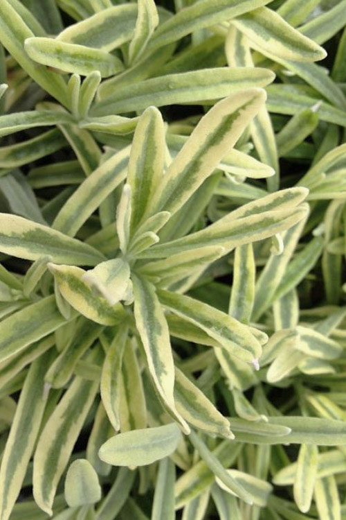  Platinum Blonde English Lavender Plant - 6 Pack Of 1 Gallon Pots