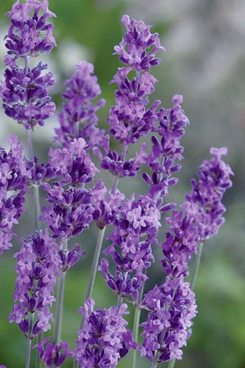  Munstead English Lavender - 6 Pack Of Pint Pots