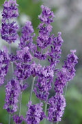  Munstead English Lavender - 6 Pack Of Pint Pots