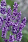  Munstead English Lavender - 1 Gallon Pot