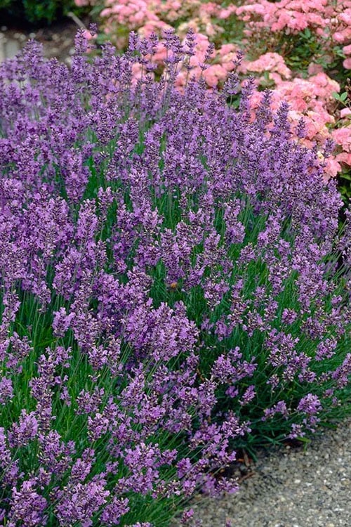  Munstead English Lavender - 6 Pack Of Pint Pots
