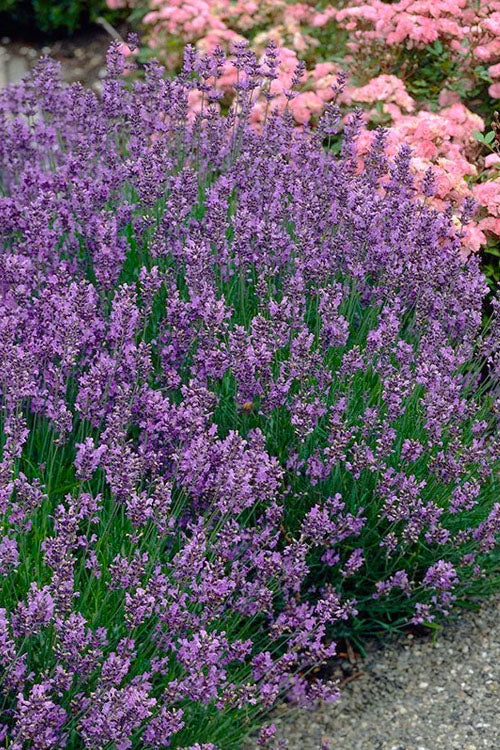  Munstead English Lavender - 1 Gallon Pot