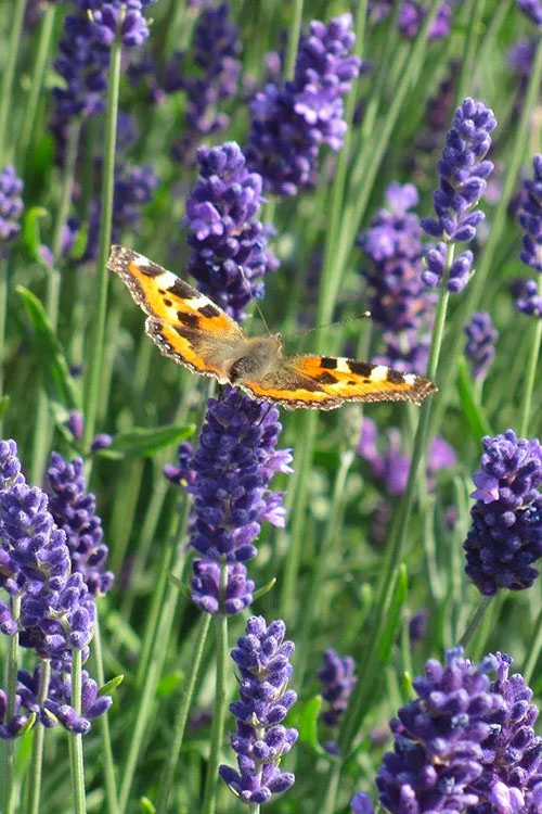  Munstead English Lavender - 1 Gallon Pot