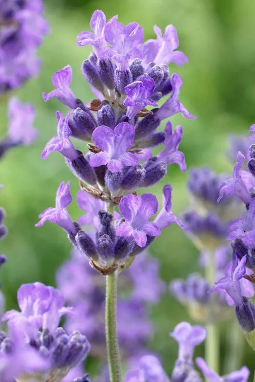  Munstead English Lavender - 5 Pack Of Quart Pots