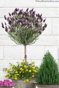  Anouk Spanish Lavender Tree (Single Stem) - 3 Gallon Pot