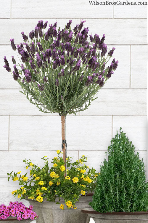 Anouk Spanish Lavender Tree (Single Stem) - 3 Gallon Pot