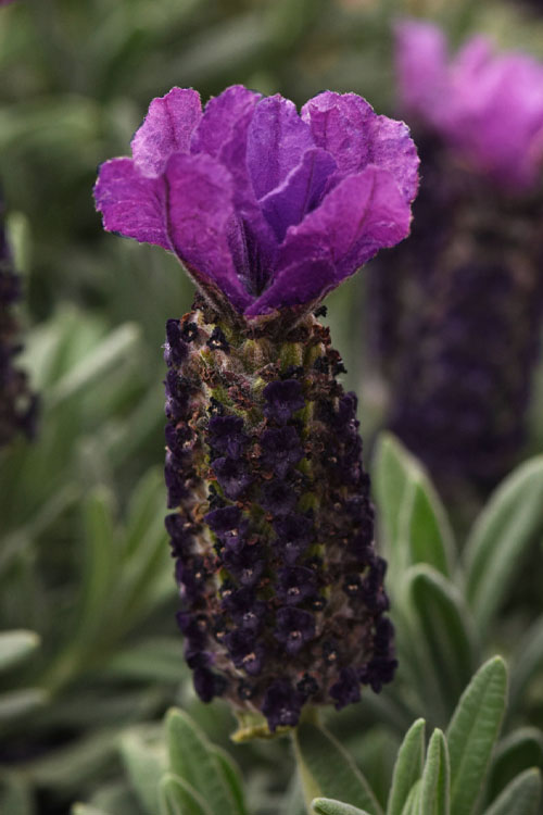  Anouk Purple Medley Spanish Lavender - 1 Gallon Pot