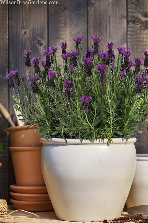  Anouk Purple Medley Spanish Lavender - 1 Gallon Pot