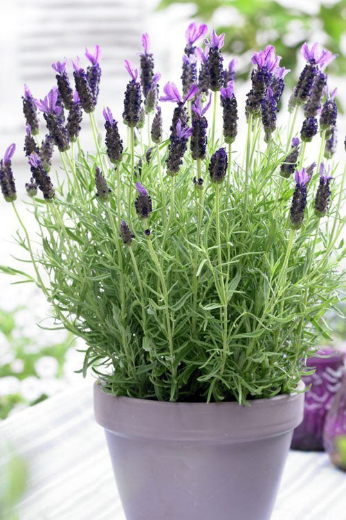  Anouk Spanish Lavender - 5 Pack Of Quart Pots