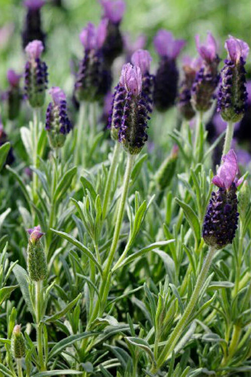  Anouk Spanish Lavender - 1 Gallon Pot