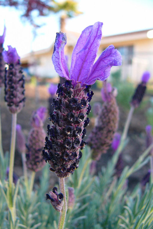  Anouk Spanish Lavender - 5 Pack Of Quart Pots