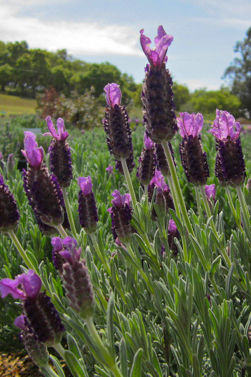  Anouk Spanish Lavender - 5 Pack Of Quart Pots