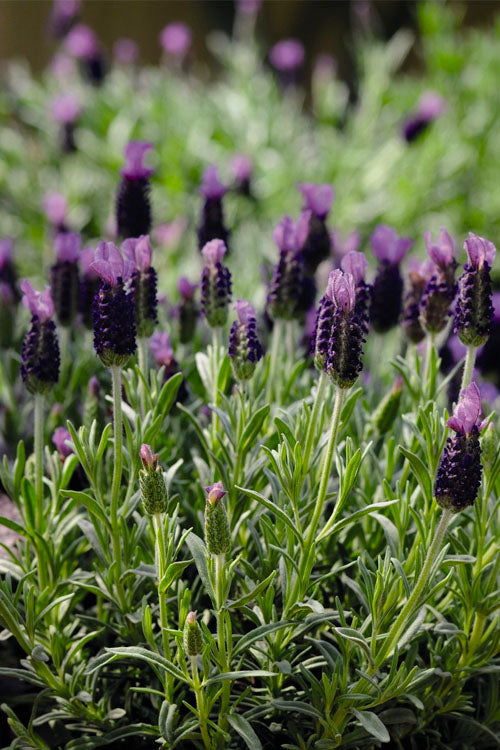  Anouk Spanish Lavender - 5 Pack Of Quart Pots