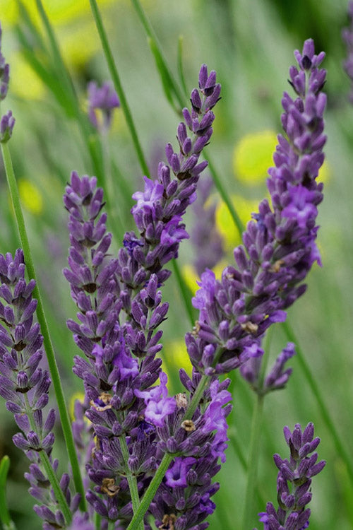  Bridget Chloe Lavender - 5 Pack Of Quart Pots