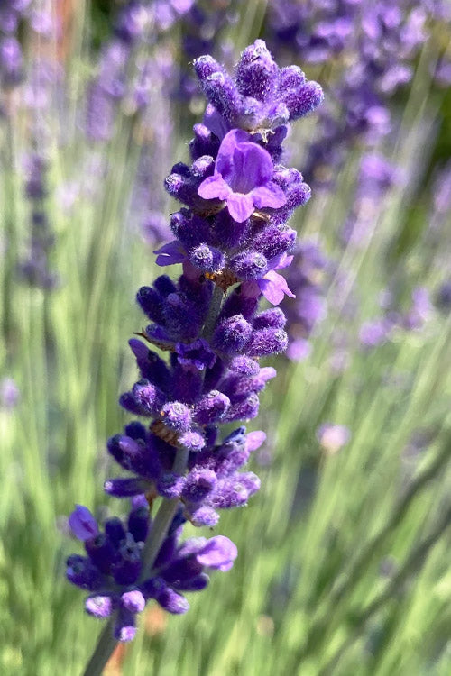  Bridget Chloe Lavender - 5 Pack Of Quart Pots