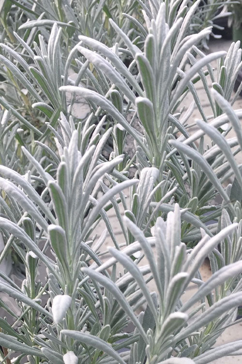 Sensational Lavender - 10 Pack Of Quart Pots