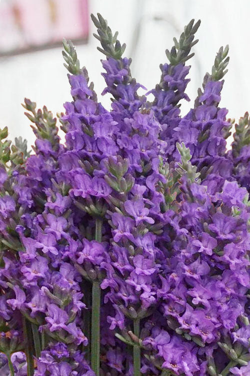  Sensational Lavender - 10 Pack Of Quart Pots