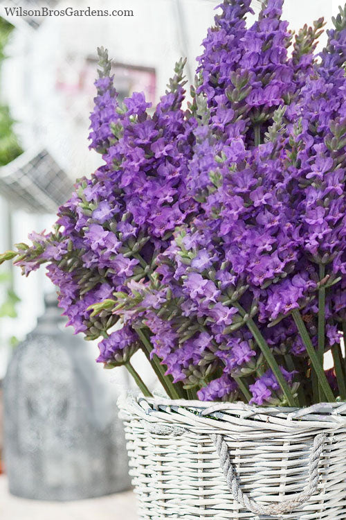  Sensational Lavender - 10 Pack Of Quart Pots