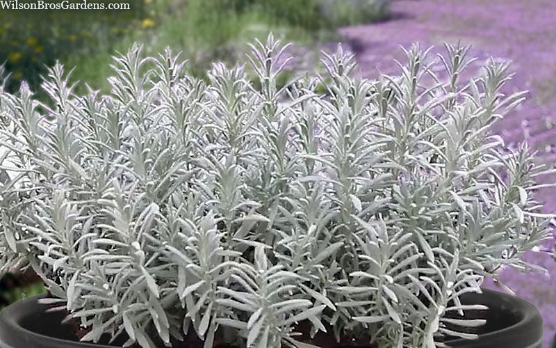  Sensational Lavender - 10 Pack Of Quart Pots