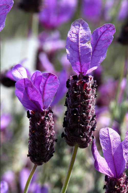  La Diva Big Night Spanish Lavender - 5 Pack Of Quart Pots