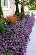  La Diva Big Night Spanish Lavender - 5 Pack Of Quart Pots