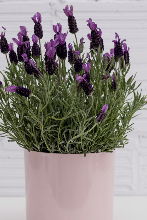  La Diva Big Night Spanish Lavender - 5 Pack Of Quart Pots