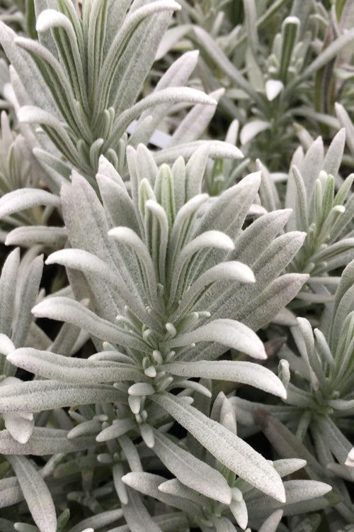  Silver Mist English Lavender Plant - 1 Gallon Pot