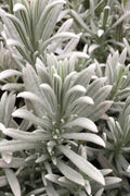  Silver Mist English Lavender Plant - 1 Gallon Pot