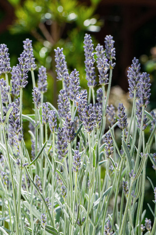  Silver Mist English Lavender Plant - 1 Gallon Pot