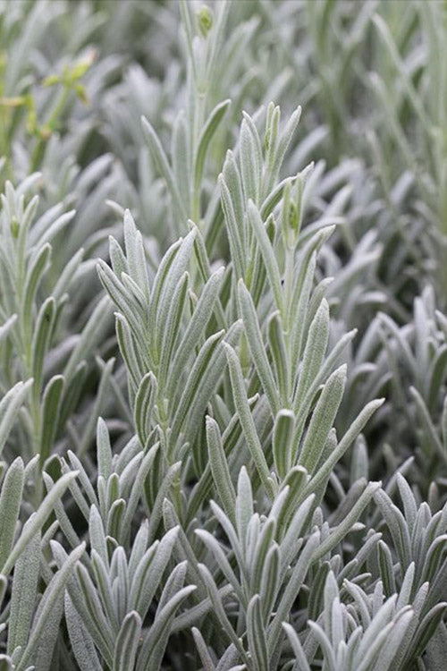  Silver Mist English Lavender Plant - 1 Gallon Pot
