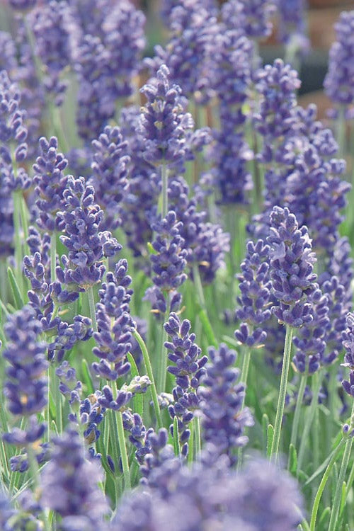  Silver Mist English Lavender Plant - 1 Gallon Pot