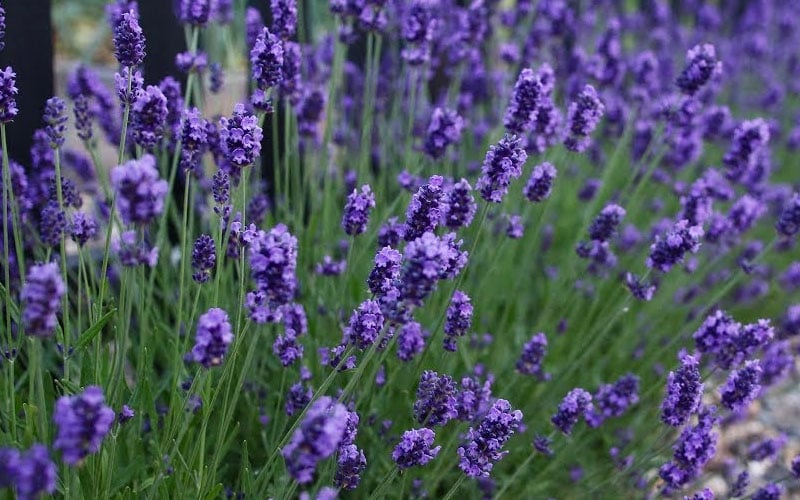  Sweet Romance English Lavender Plant - 1 Gallon Pot