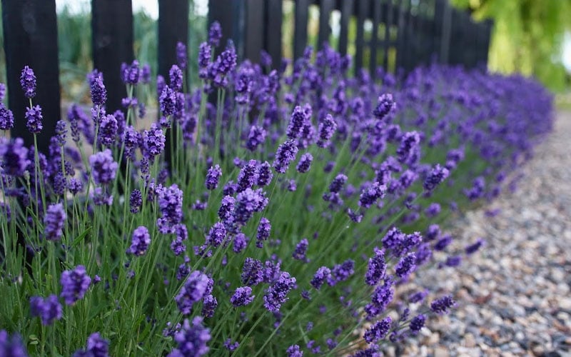  Sweet Romance English Lavender Plant - 1 Gallon Pot
