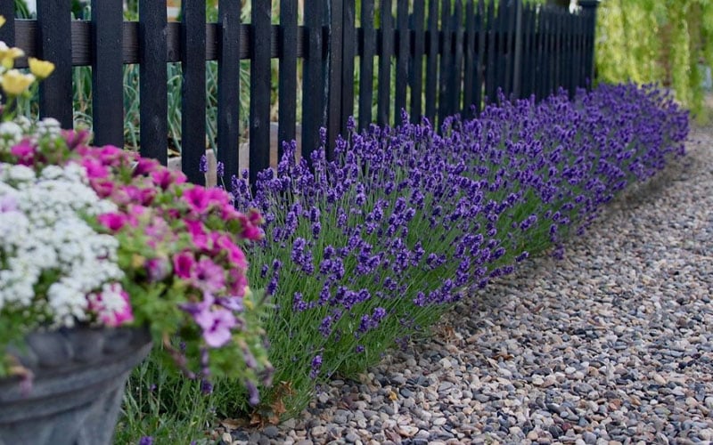  Sweet Romance English Lavender Plant - 1 Gallon Pot