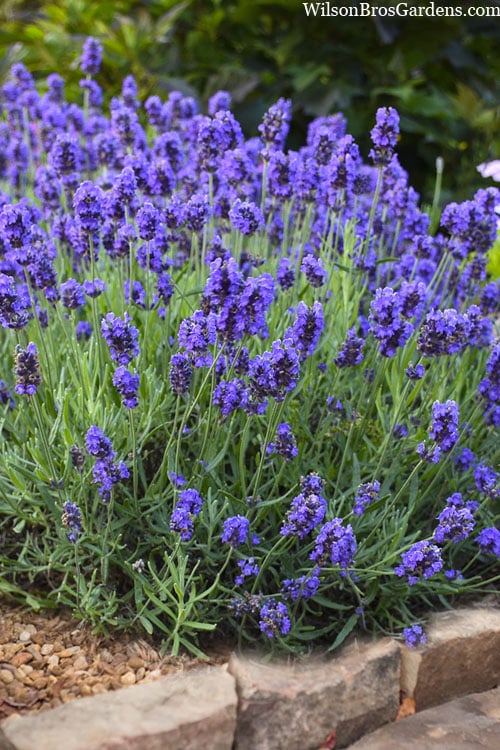  Sweet Romance English Lavender Plant - 1 Gallon Pot