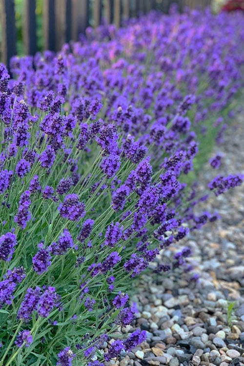  Sweet Romance English Lavender Plant - 1 Gallon Pot