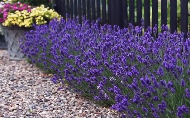  Sweet Romance English Lavender Plant - 1 Gallon Pot