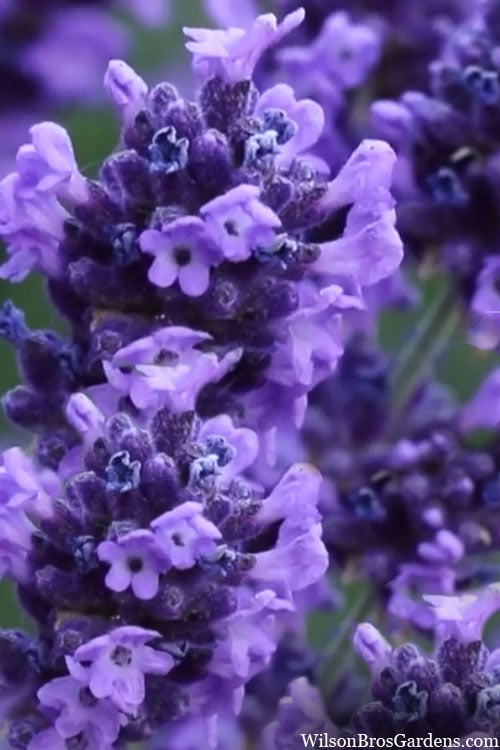  Sweet Romance English Lavender Plant - 1 Gallon Pot