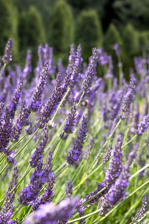  Grosso Lavender - 5 Pack Of Quart Pots