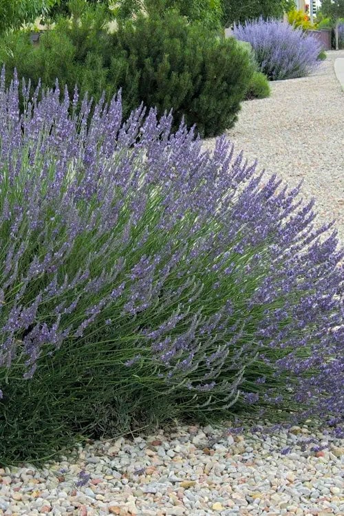 Grosso Lavender - 1 Gallon Pot
