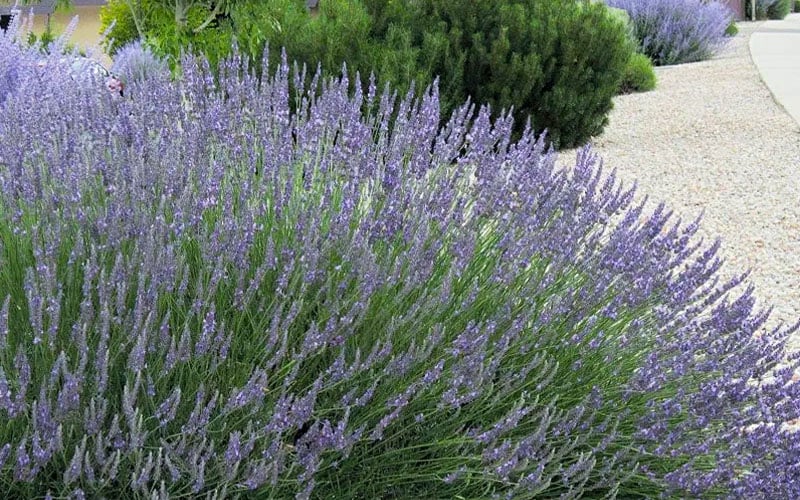  Grosso Lavender - 10" Patio Pot