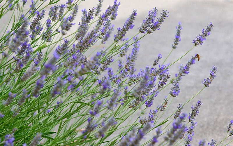  Grosso Lavender - 5 Pack Of Quart Pots