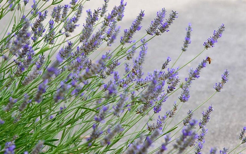  Grosso Lavender - 1 Gallon Pot