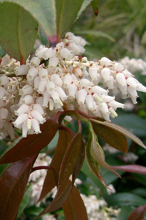 Coast Leucothoe (Fetter Bush) - 1 Gallon Pot