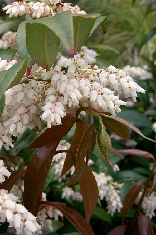  Coast Leucothoe (Fetter Bush) - 1 Gallon Pot