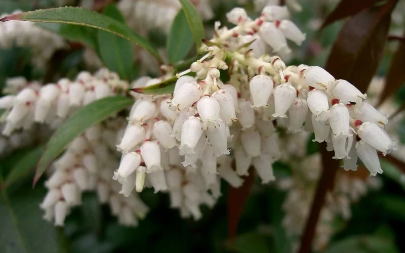  Coast Leucothoe (Fetter Bush) - 1 Gallon Pot