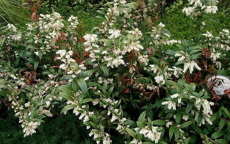  Coast Leucothoe (Fetter Bush) - 1 Gallon Pot